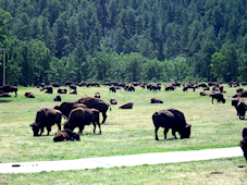 Buffalo